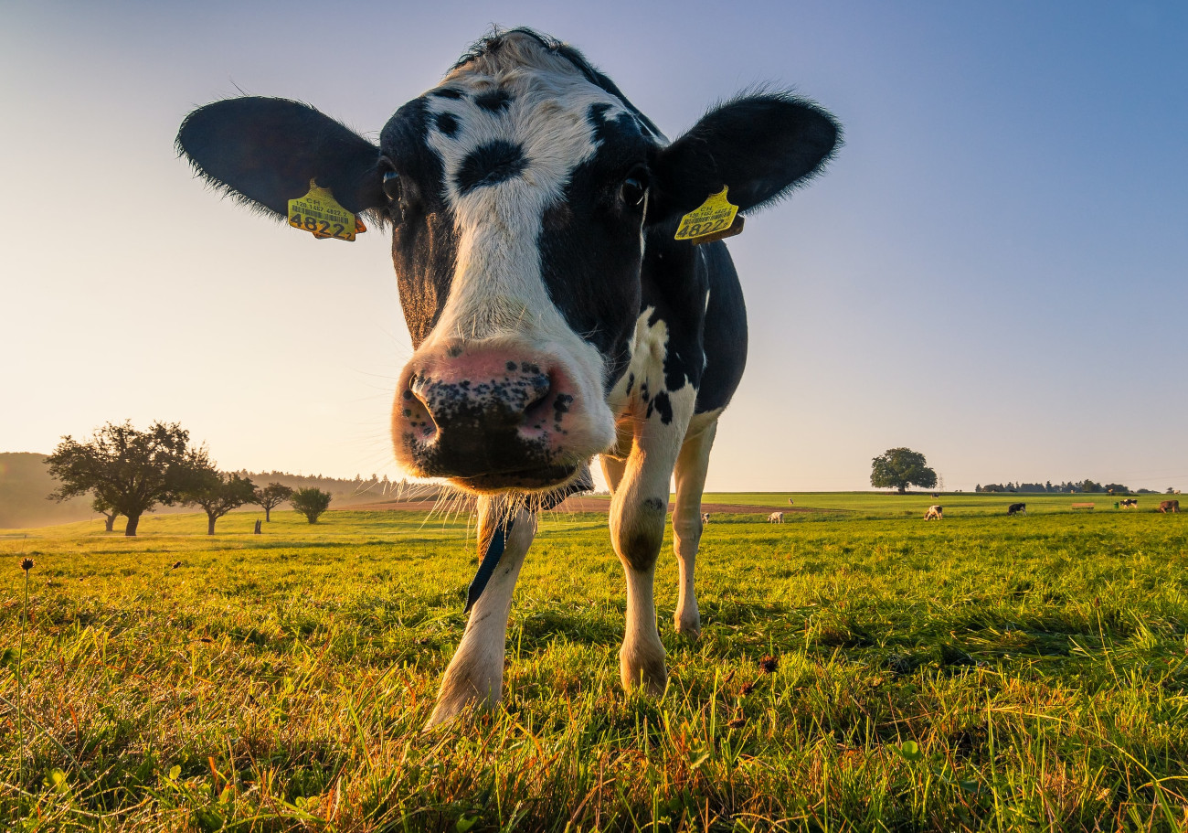 Where Does Casein Protein Come From?